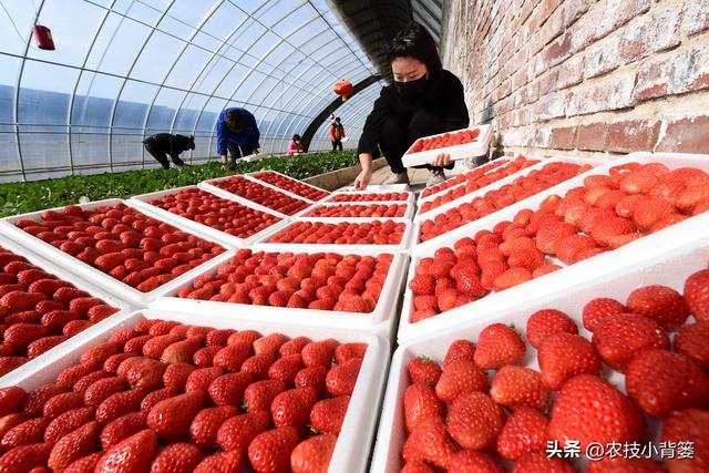 冬季温室大棚草莓怎样种植管理才能更优质高产？重点抓好8个方面