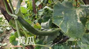 秋季中药材种植(7月适合种植哪些什么农作物？秋菜种植正当时，错过要等下年)