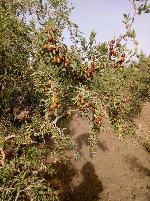 大枣种植的技术是什么，这样种植可以实现优质和高产