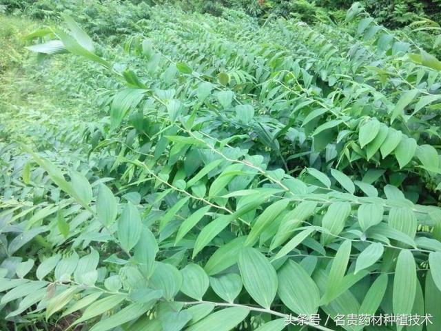 中药材黄精的繁殖方法，有哪些种植细节，栽培管理技术要点