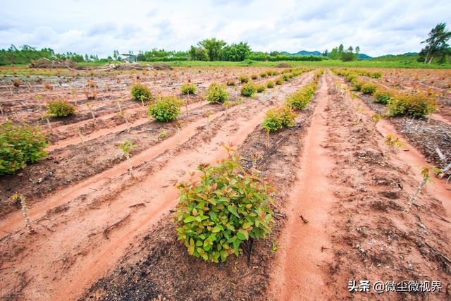 “禁桉”之策已经开始，河源种植桉树迎来零容忍，其危害有多大？