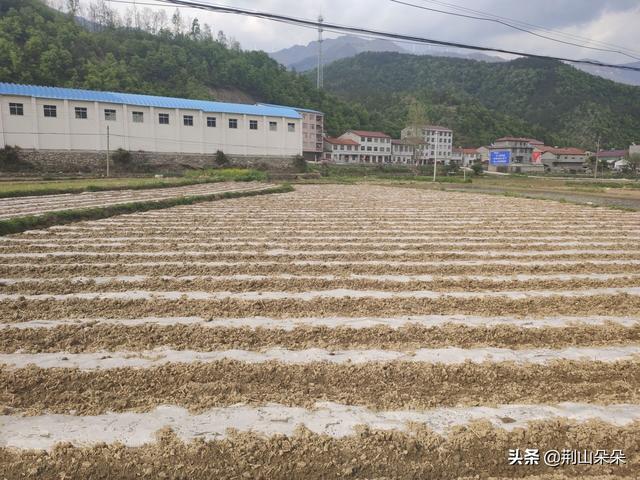 山区土地贫瘠，需掌握科学种植玉米的技巧，秋季才能保证稳产高产