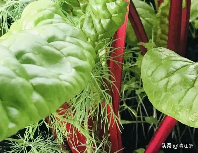 曾经的“口粮菜”牛皮菜，为什么在生鲜超市里没有卖的？答案残酷