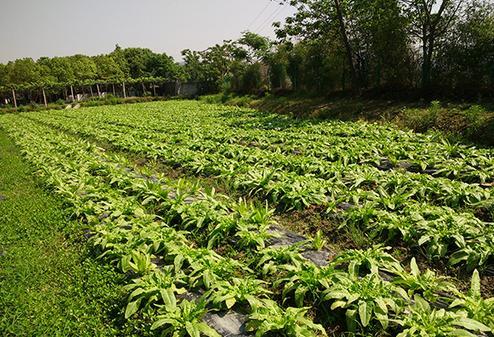 阿叔谈三农：了解关于油麦菜的特性和如何种植优质品种的油麦菜