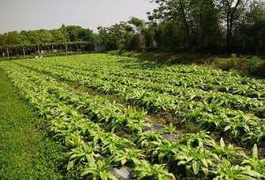 露地油麦菜种植方法(阿叔谈三农：了解关于油麦菜的特性和如何种植优质品种的油麦菜)