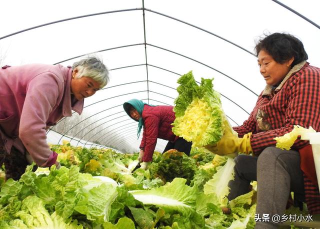 秋白菜什么时候移栽？如何移栽缓苗快？老农种植经验分享