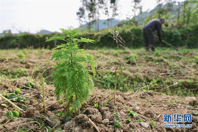 广西融安：青蒿种植助脱贫