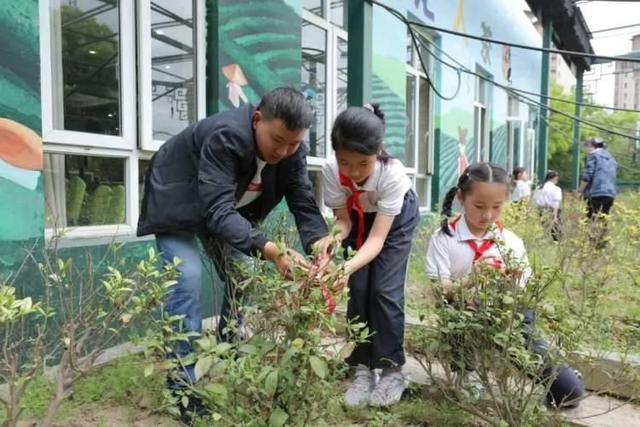 黄山毛峰、碧螺春、铁观音……嘉定这所小学里竟然种植了9种茶树