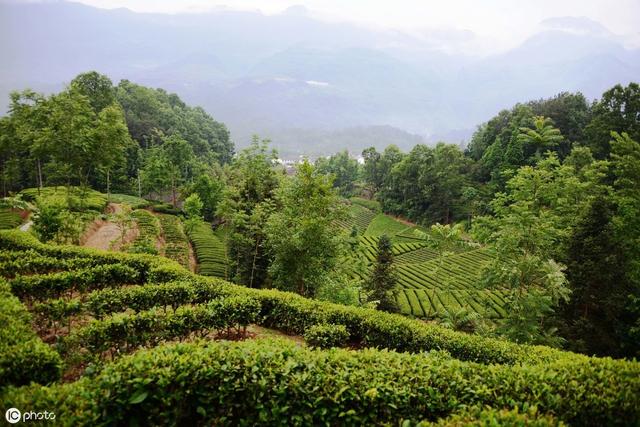 要想科学种植茶树，以下这3点不可忽视，学会种出高产优质茶园！