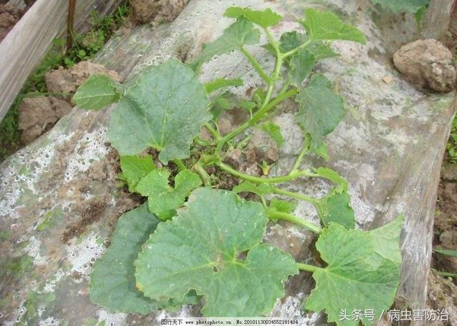 甜瓜生长时期需要大量肥料供给！氮、磷、钾都少不了