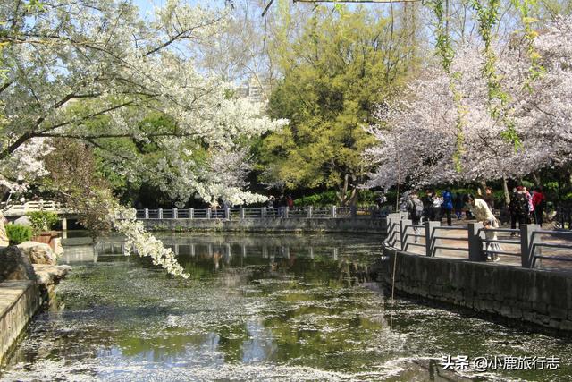 郑州市区5大免费赏花地，公交地铁直达，清明出游正当时