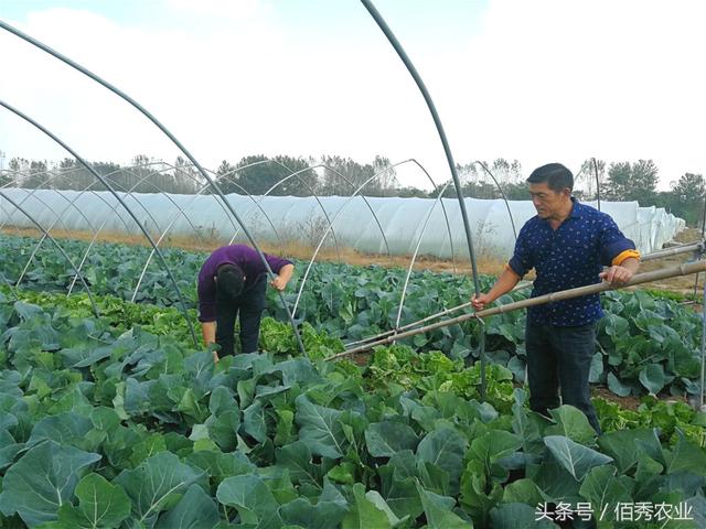 农村人搞蔬菜种植，总结出赚钱“三字经”，值得掌握