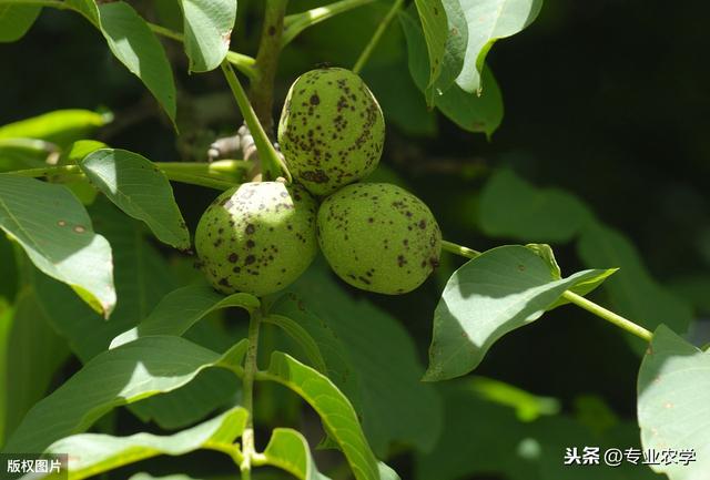 浅谈核桃栽培及管理技术要点，以下几点建议，好好收藏哦