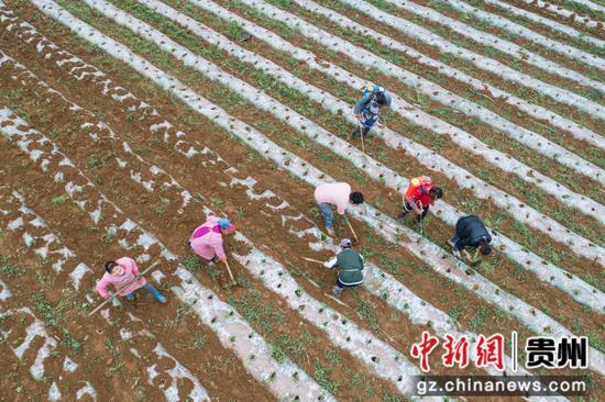 黔西：初夏辣椒种植忙