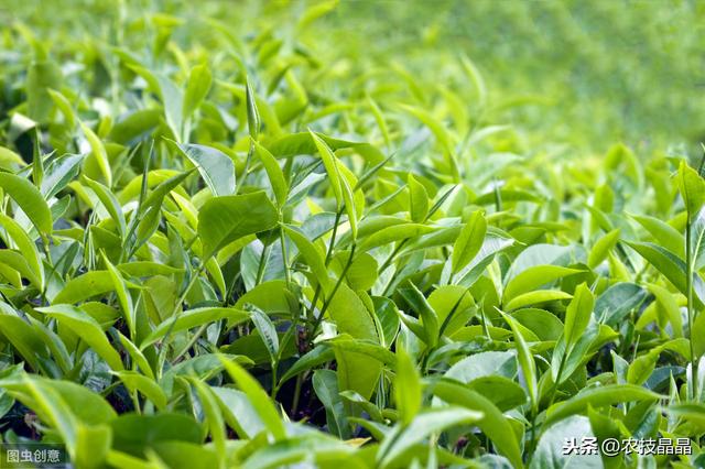 茶树良种种植管理技术，学到就是你的，还不来看吗？