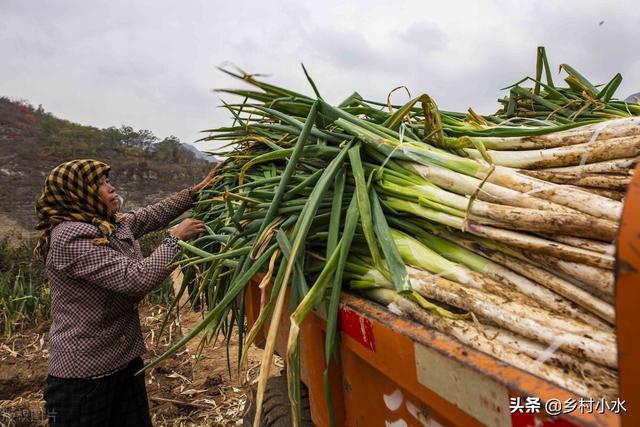 如何种出优质大葱？抓好这5点，葱白又长又粗