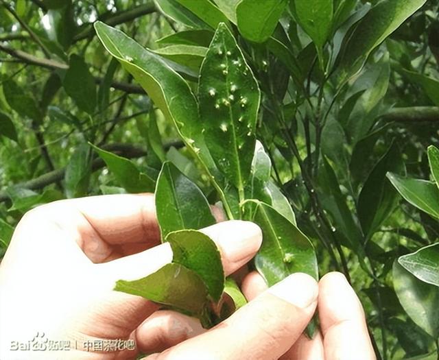 茶族皇后金花茶：浅析金茶花花株栽培及病虫害防治