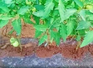 露地西红柿种植与管理(露地种植番茄，一摘二喷三防，三个工作做好了，番茄生长快病害少)