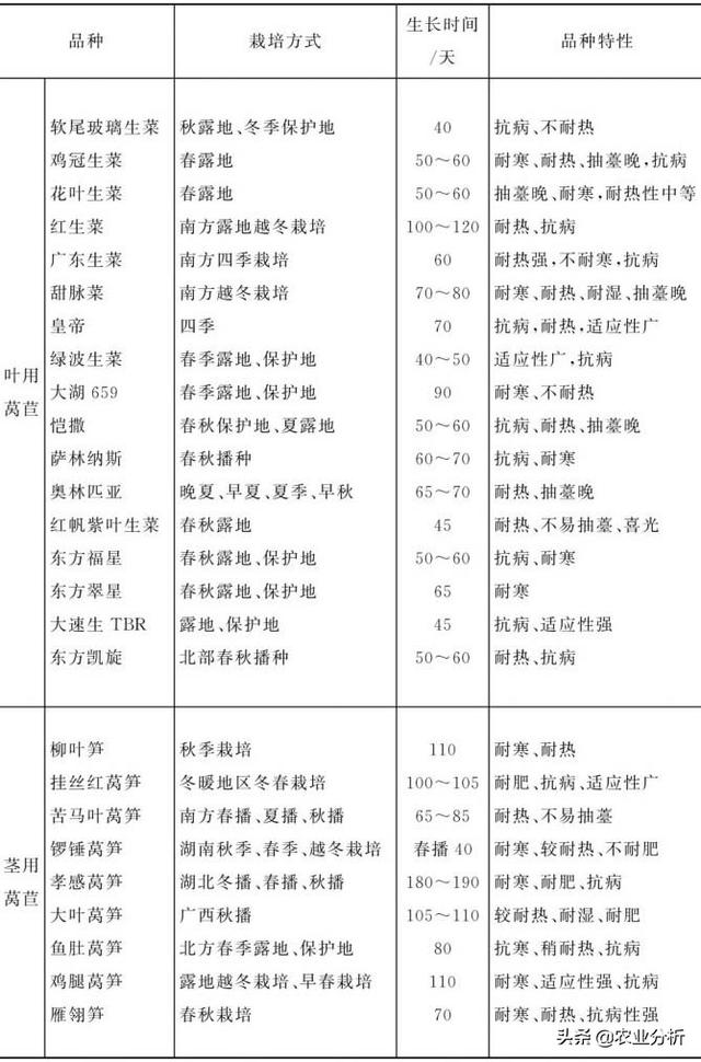 绿色莴苣标准化生产技术，有机种植，更加高产简单