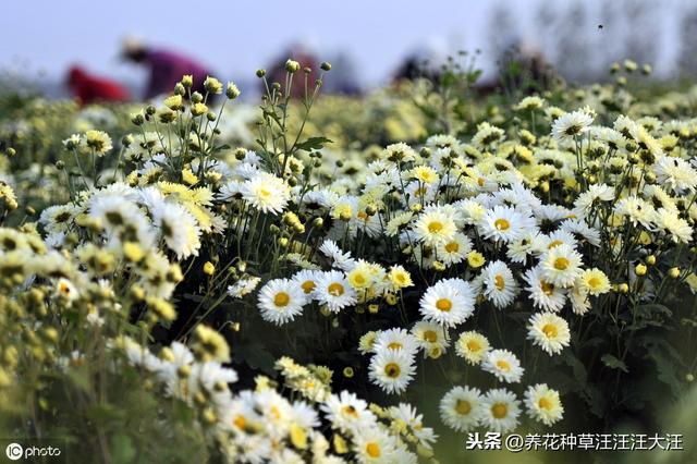 这种花是天然的“染发剂”，阳台种几盆，米黄色的头发自己染