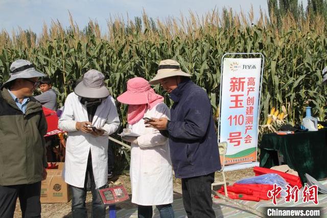 新疆南部冬小麦+复播玉米两早配套种植模式首次突破1300公斤