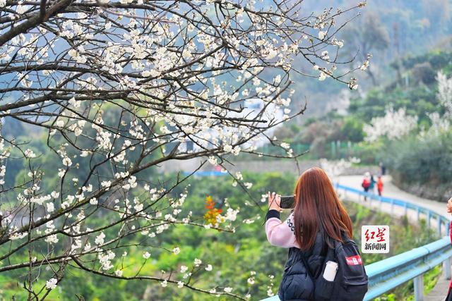 蒲江万亩樱桃花绽放引游客 花期持续至3月中旬