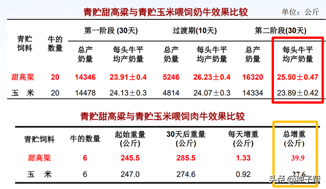 没错！这就是我们的巨型高粱，能达6米高，亩产15吨，牛羊都爱吃