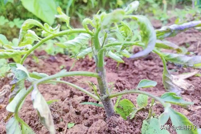 露地种植番茄，一摘二喷三防，三个工作做好了，番茄生长快病害少