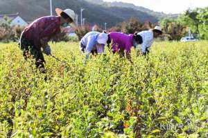 山地种植什么药材(河北迁西：山地种植中药材助增收)