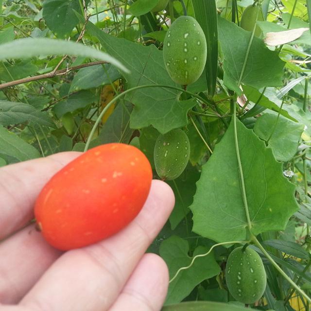 红参果怎么种植？红参果的种植技术