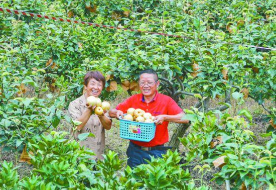 四川广安：梨果飘香富农家