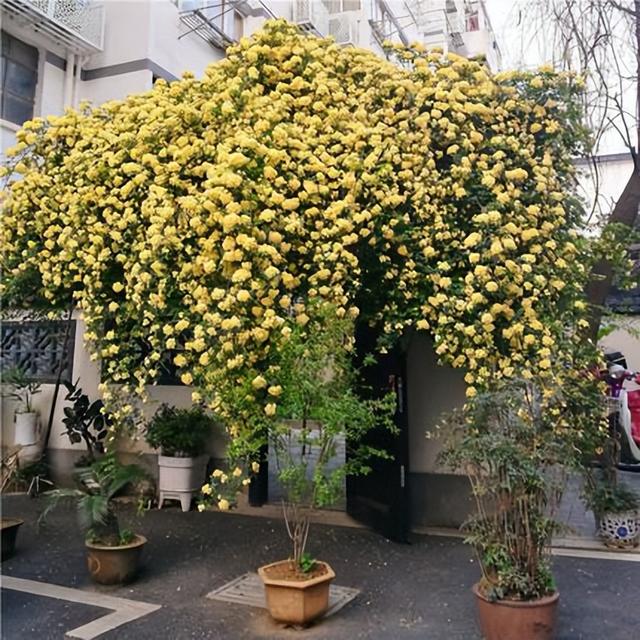 花卉霸主木香花，房子都能爬满了，养护轻松，值得入手