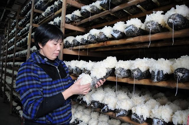 福建小城藏了一个食用菌之都，甩了云南好几条街