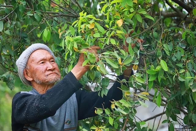 渝州瞭望台丨以“溪”为贵 巫溪为老鹰茶插上“爆款”翅膀