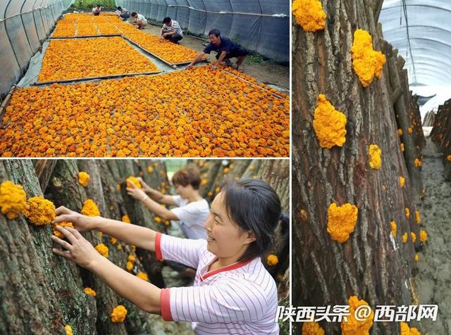 陕西宁强：发展特色产业促农增收