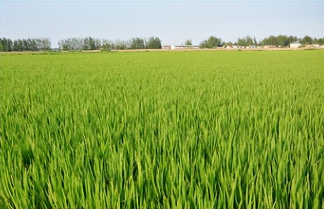 水稻品种适应性，不同地区种植，以及研究分析