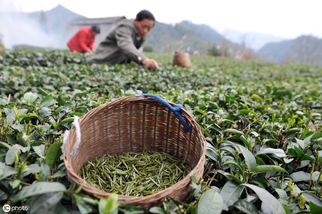 茶园如何合理种植茶树，合理的密植，是茶叶高产的关键