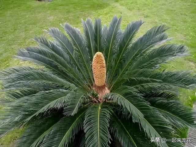 六种适合10月种植的花，皮实好养又耐寒，整个冬天有花赏