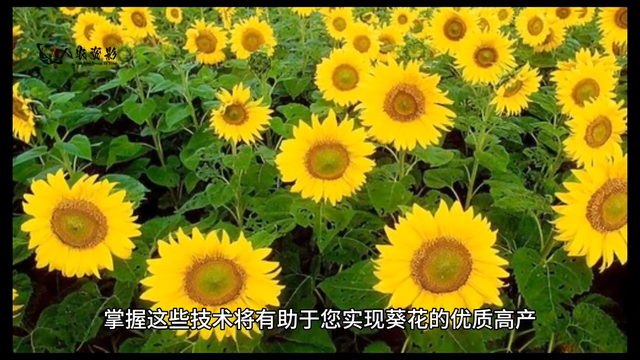 葵花科学种植技术指南#传播农业小知识