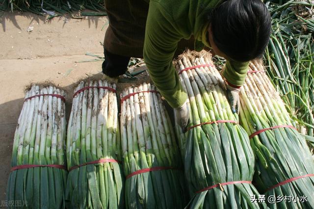 如何种出优质大葱？抓好这5点，葱白又长又粗