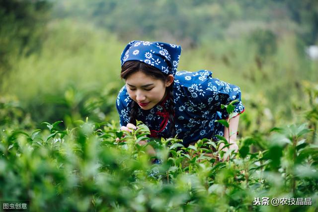 茶树良种种植管理技术，学到就是你的，还不来看吗？