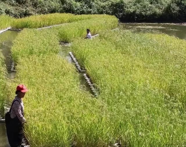 水稻品种适应性，不同地区种植，以及研究分析