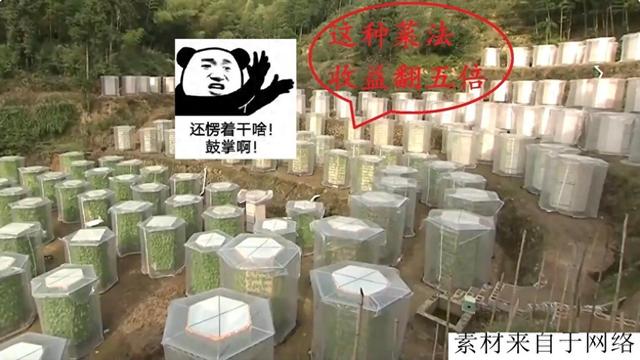 中国农民发明“空气种菜”1.5平米种出390棵菜，利润直接提高5倍