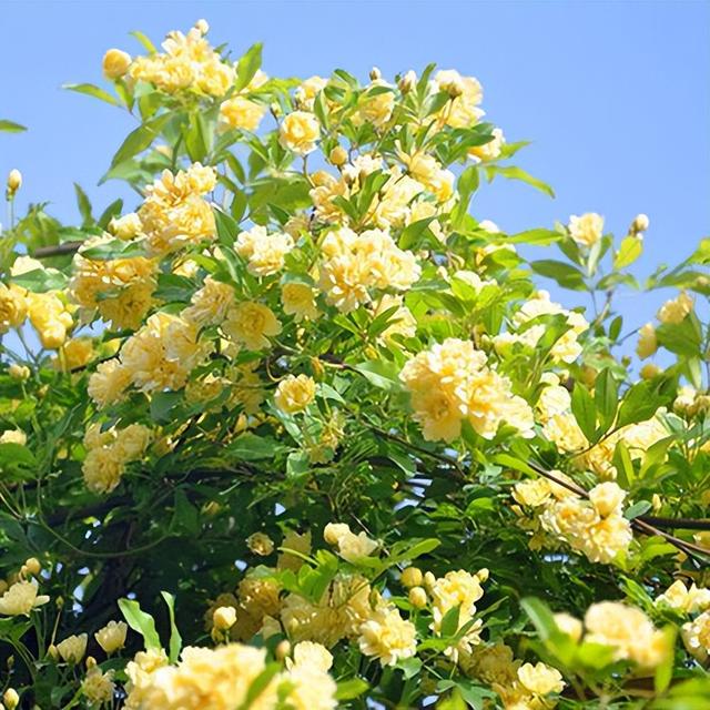 花卉霸主木香花，房子都能爬满了，养护轻松，值得入手