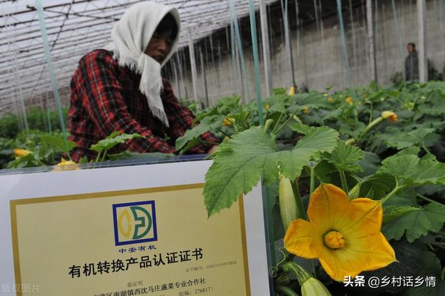 用过多年的三个种菜小技巧，种啥菜也用得上，简单又实用