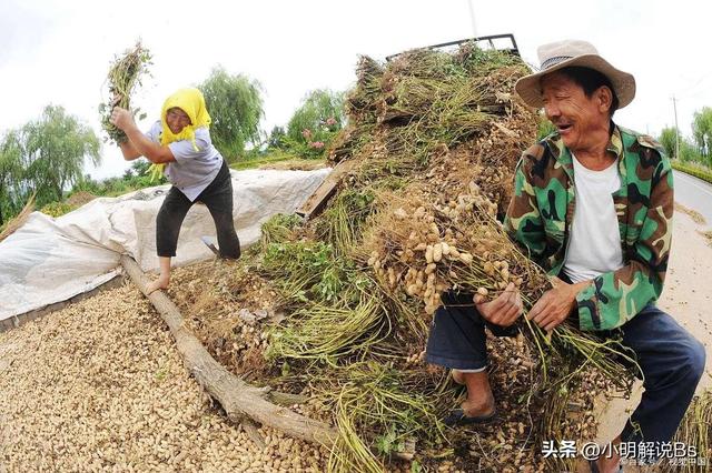 花生种植技术与管理指南！你了解多少？