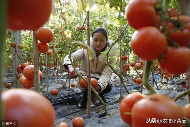 西红柿种植用好这5种小方法，同样的地块能够多收好几成！