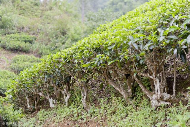 茶园如何合理种植茶树，合理的密植，是茶叶高产的关键