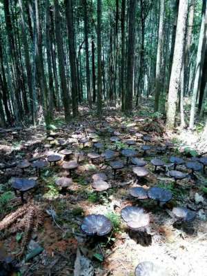 适合南方林下种植的药材(特色种植，林下灵芝种植要点有哪些？总结4点给大家参考：)