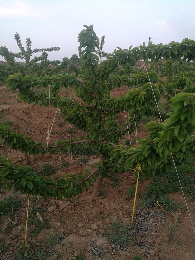 种植大樱桃要点